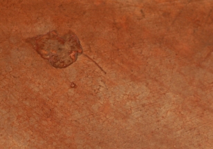 A leaf caught in the stained concrete floor.